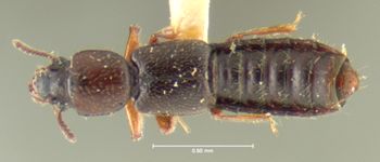 Media type: image;   Entomology 24071 Aspect: habitus dorsal view